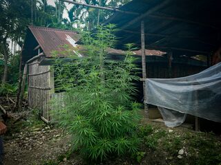 Landrace Cannabis plant near Uttar Khairbari