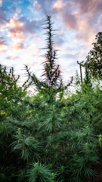 File:Ban Nan Toeng Tiger Tail Landrace.jpg