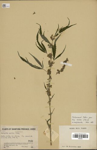 Digitised herbarium sheet with a slender Cannabis stem with narrow-leafleted palmate leaves and flower clusters along it, a printed Plants of Shantung Province label, a Paris museum label and a pollen-sampling slip.