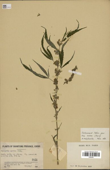 File:Cheo 224 specimen P06884289.jpg