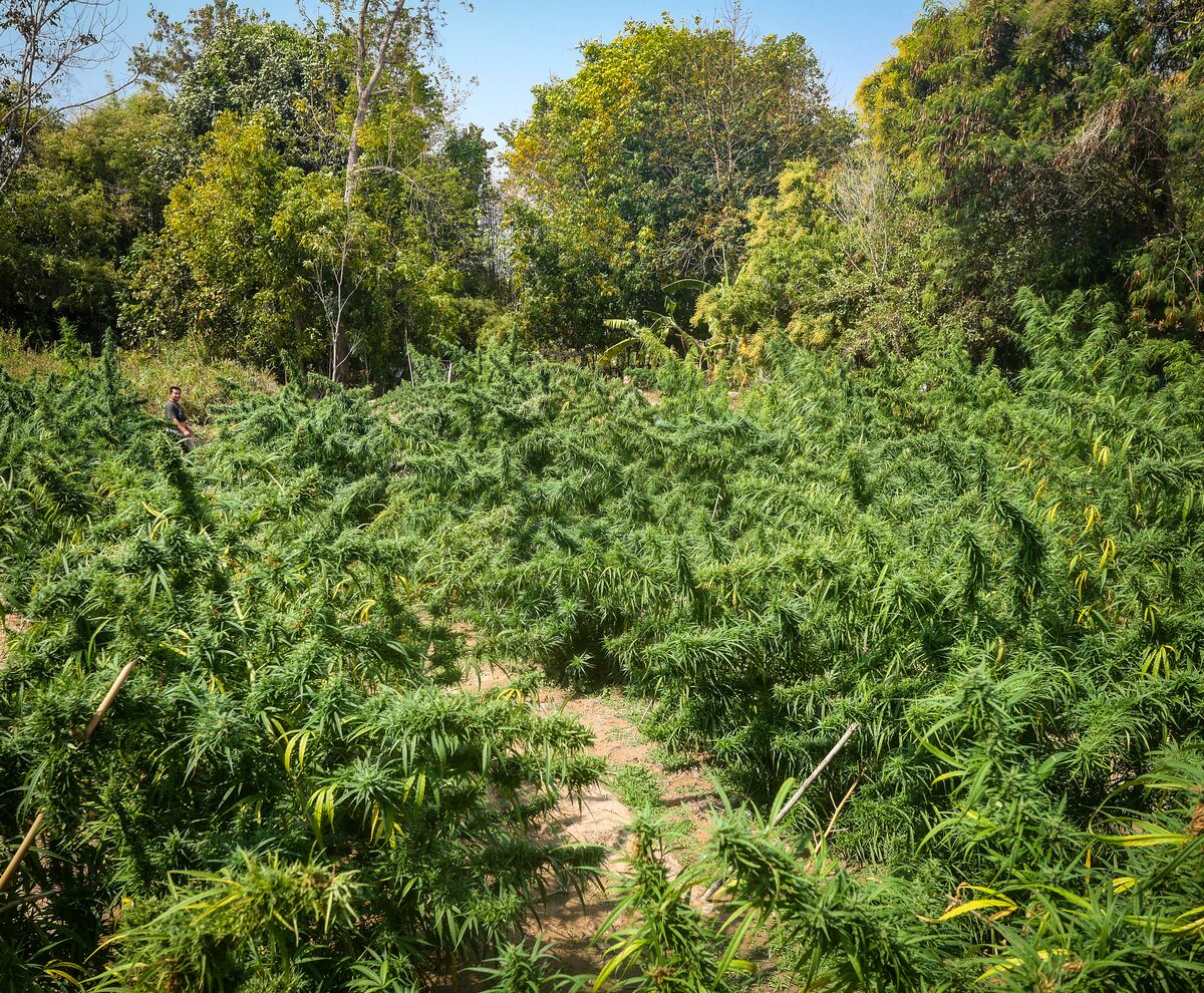 Landrace cannabis at Khun Aek's farm in the Phu Phan hills of Northeastern Thailand.
