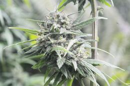 Close view of a resinous cannabis flower on a stem