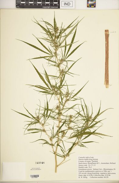 File:Hillig 00129 specimen IND0149684.jpg