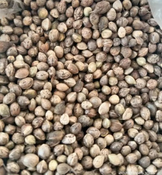 Mass of small grey-brown mottled cannabis seeds