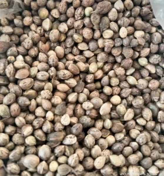 File:RSC Hmong Hemp 1.png