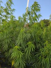 Leafy cannabis plants under a blue sky with trees behind