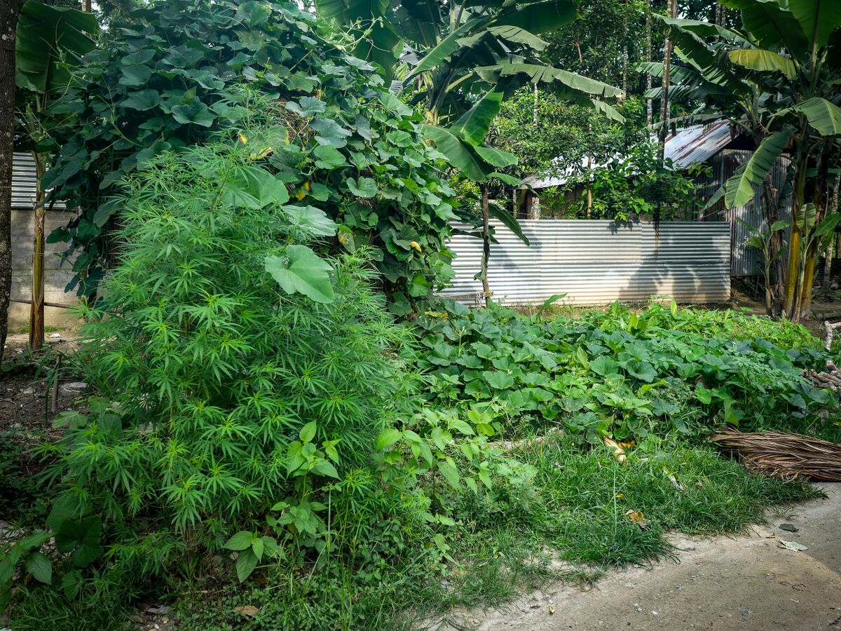 Feral landrace cannabis growing near Suripara in the Dooars.