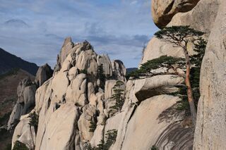 Pale rounded rock pinnacles dotted with pine trees under a cloudy sky, with a pine growing from a ledge in the foreground