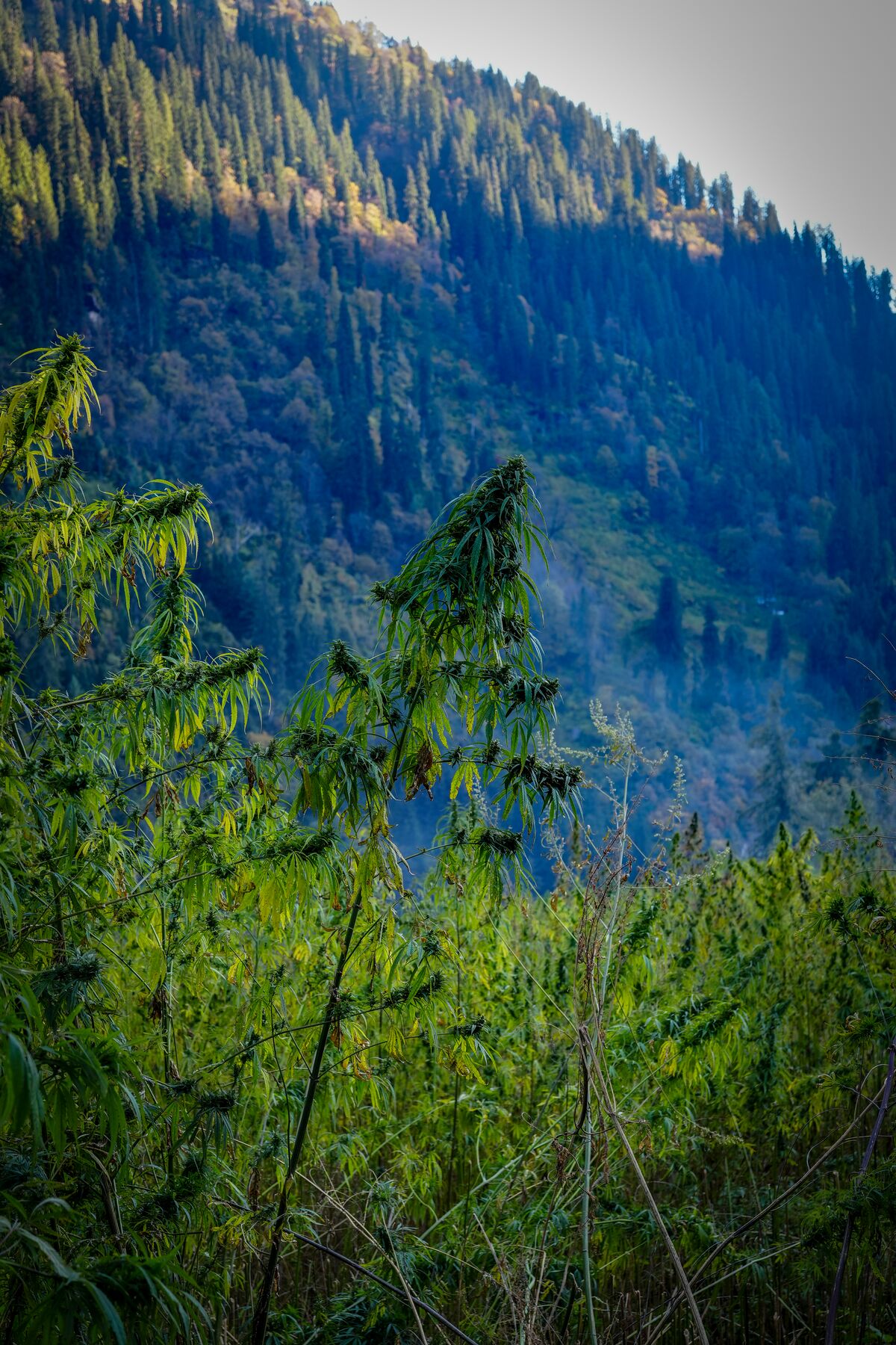 Landrace cannabis cultivated near Atolang in the Malana Valley, Himachal Pradesh - India
