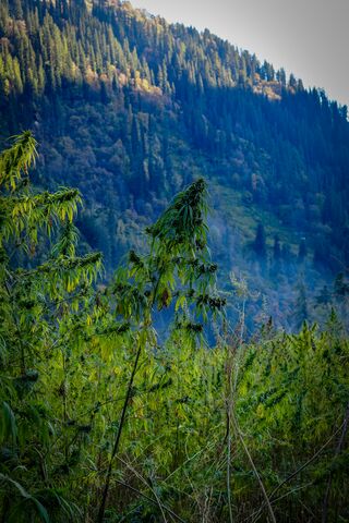 Landrace cannabis growing near Atolang