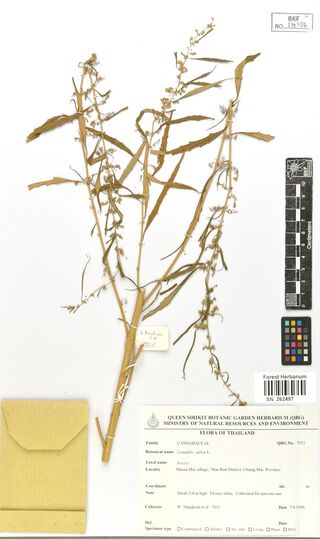 Digitised herbarium sheet with a pale Cannabis sativa stem and flowering side shoots, a paper packet and a printed Queen Sirikit Botanic Garden label.