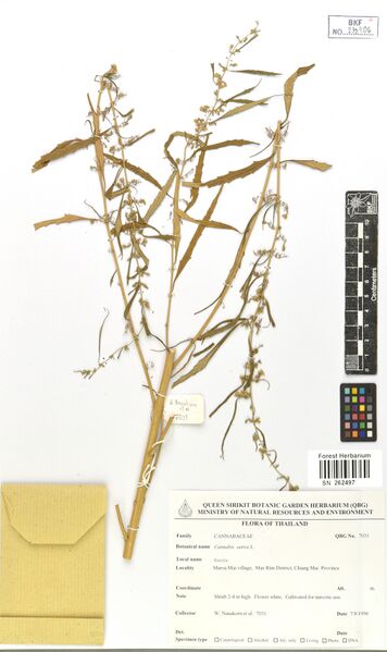File:Nanakorn 7031 specimen SN262497.jpg