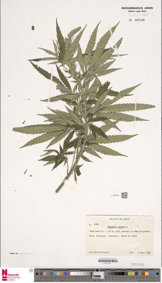 Digitised herbarium sheet with a leafy Cannabis shoot with long, narrow leaflets and a typed Plants of Chile label at the lower right.