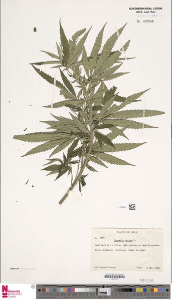 File:Cannabis-sativa-Plowman-2664-Santiago-1969.jpg