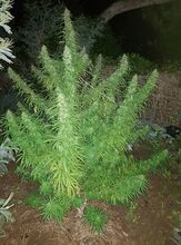 Slender cannabis plants photographed with flash after dark