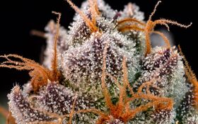 Macro photograph of capitate-stalked glandular trichomes on a cannabis flower bract, showing the spherical heads atop slender stalks.