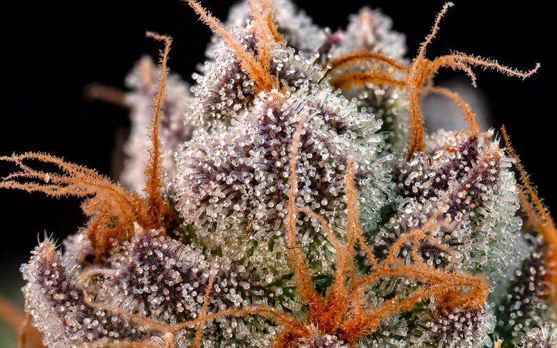 File:Cannabis-trichomes-macro.jpg