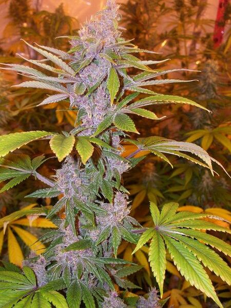File:ACE Pakistan Chitral Kush 3.jpg