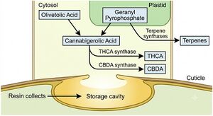 Schematic pathway diagram. Two labelled precursor boxes, olivetolic acid in the cytosol and geranyl pyrophosphate in the plastid, feed arrows into a single cannabigerolic acid box. Two branching arrows labelled THCA synthase and CBDA synthase lead on to THC and CBD. A side arrow shows terpenes made by terpene synthases, and the resin collects in a storage cavity beneath the cuticle.
