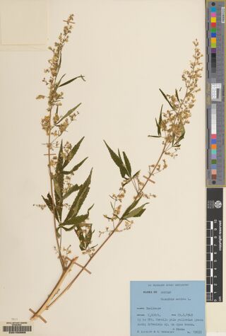 Digitised herbarium sheet with a tall, slender flowering Cannabis stem and a blue typed collection label at the lower right.