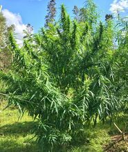 Tall, lanky cannabis plant with long branches in a grassy clearing