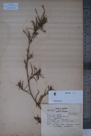 Digitised herbarium sheet of a pressed Cannabis sativa branch with a printed School of Pharmacy, Bangkok label.