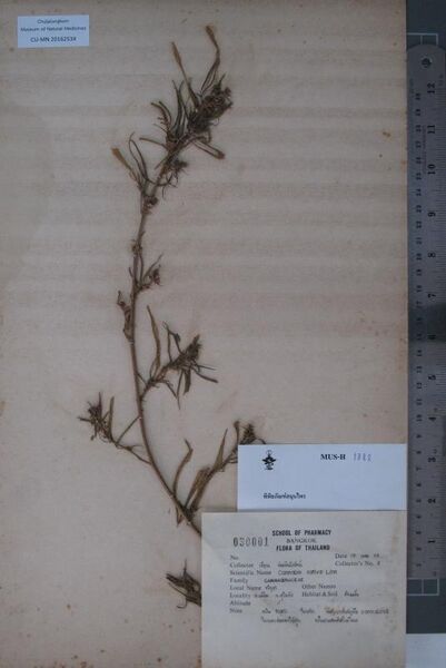 File:CU-MN 20162534 specimen.jpg