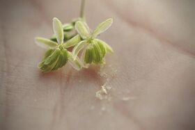 Macro photograph of a male cannabis inflorescence with clusters of pendant pale pollen sacs, some split open and releasing pollen.