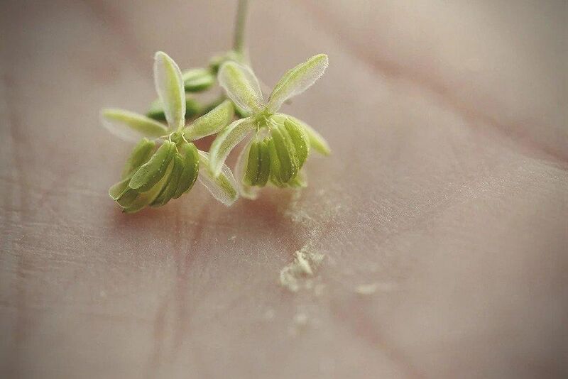 File:Cannabis-staminate-flowers-pollen.jpg