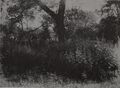 Thumbnail for version as of 03:03, 16 October 2026