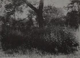 Black-and-white photograph of a dense stand of tall cannabis plants filling the ground beneath a large tree, with a fence and more trees behind.
