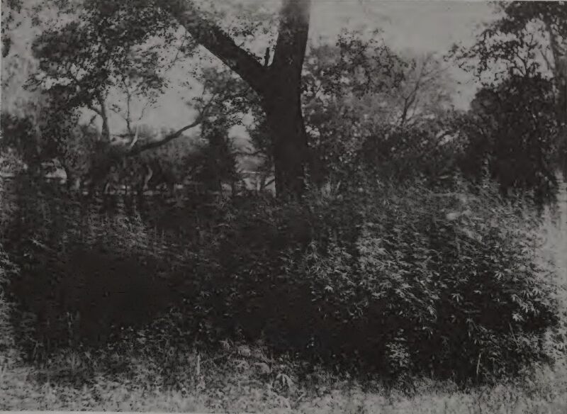 File:Bhang-public-gardens-amritsar-1894.jpg