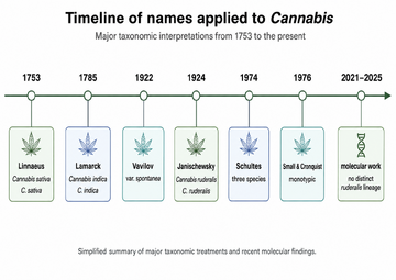 Timeline from 1753 to the present of names applied to Cannabis: Linnaeus C. sativa 1753, Lamarck C. indica 1785, Vavilov var. spontanea 1922, Janischewsky C. ruderalis 1924, Schultes three species 1974, Small and Cronquist monotypic 1976, and molecular work 2021 to 2025 finding no distinct ruderalis lineage.