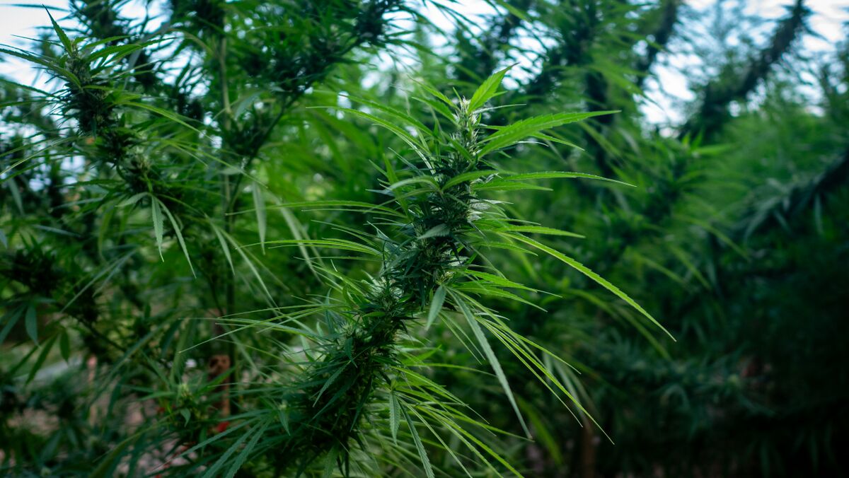 Landrace cannabis cultivated near Krabangkham farm in the Phu Phan mountains of Northeastern Thailand.