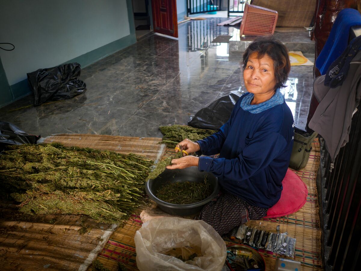 Fat colas on the landrace cannabis growing at the Ta Lo family farm in the Phu Phan mountains of Northeastern Thailand.