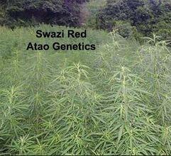 A dense stand of young cannabis plants outdoors, with trees behind
