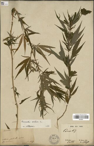 Digitised herbarium sheet with two tall, leafy Cannabis stems, a small handwritten field slip and a determination slip at the lower left, and a printed Paris museum label at the lower right.