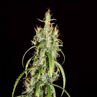 A slender cannabis flowering top with orange pistils and narrow, curling green leaves, against a black background