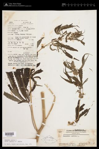 Digitised herbarium sheet with a flowering Cannabis branch and cut lengths of stem, a typed bilingual Lingnan University label at the upper left and a museum banner across the top.