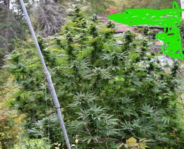 Stand of flowering cannabis plants with a pole leaning against them; part of the background is painted over in green