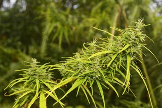 Two long, resinous flower tops with narrow leaves against a green background