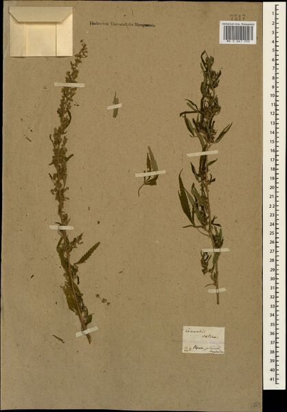 File:Sitovskiy s.n. specimen MW0661550.jpg
