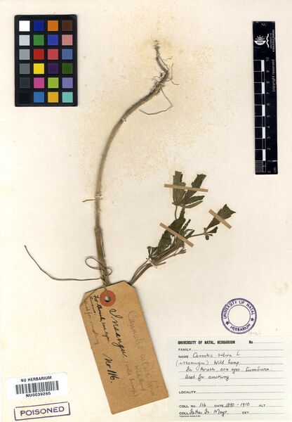 File:Mayr 116 specimen NU0039265.jpg