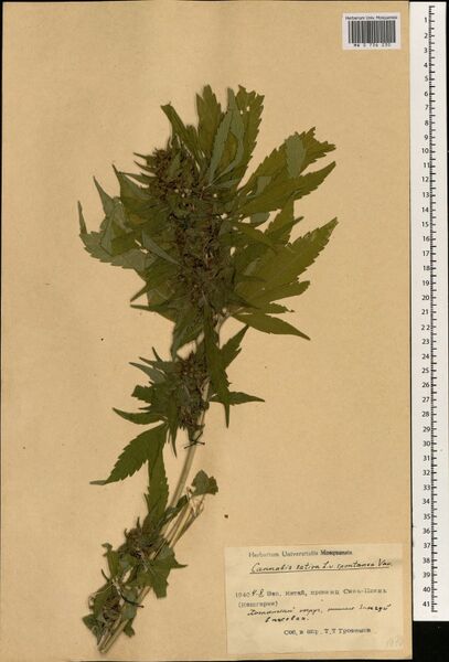 File:Trofimov s.n. specimen MW0736230.jpg