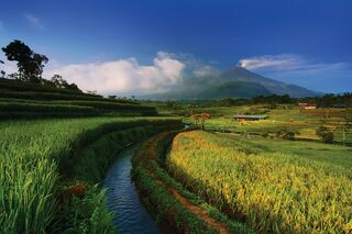 Terraced rice fields with majestic backdrop in East Java, Indonesia.