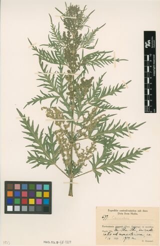 Digitised herbarium sheet with a bushy, many-branched Cannabis plant with finely divided leaves and dense flower clusters, and a printed expedition label filled in by hand.