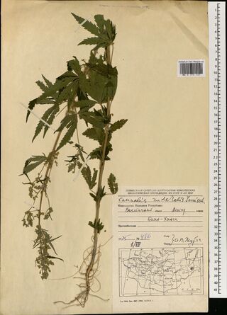 Digitised herbarium sheet with a branched, uprooted Cannabis plant with large palmate leaves, and a printed expedition label with a small map of Mongolia at the lower right.