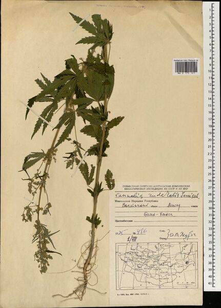 File:Zhurba 486 specimen MW0175121.jpg