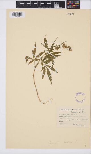 Digitised herbarium sheet of a Cannabis sativa plant with a printed Botanical Department University of Cape Town label.