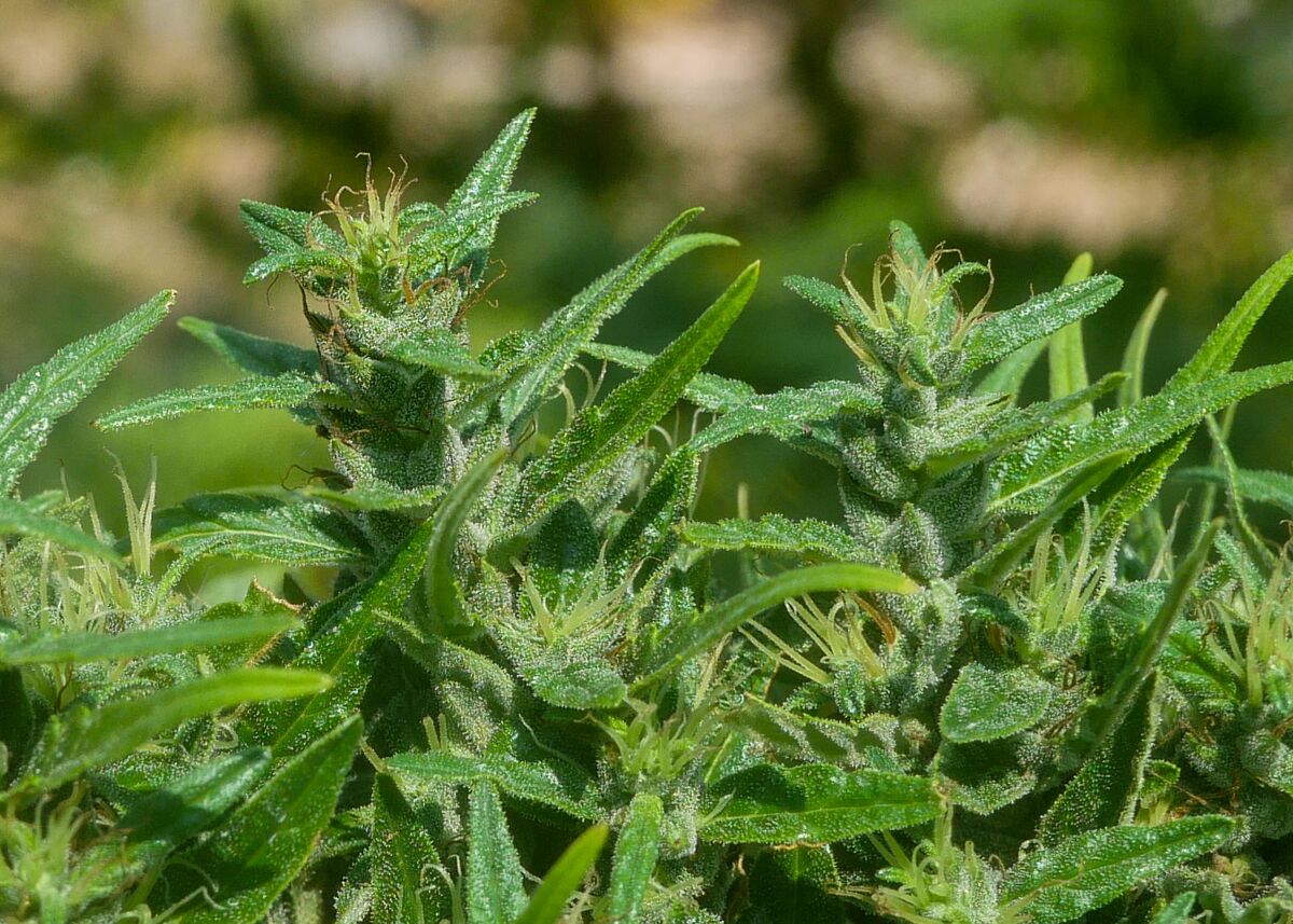 Landrace cannabis at Khun Aek's farm in the Phu Phan hills of Northeastern Thailand.